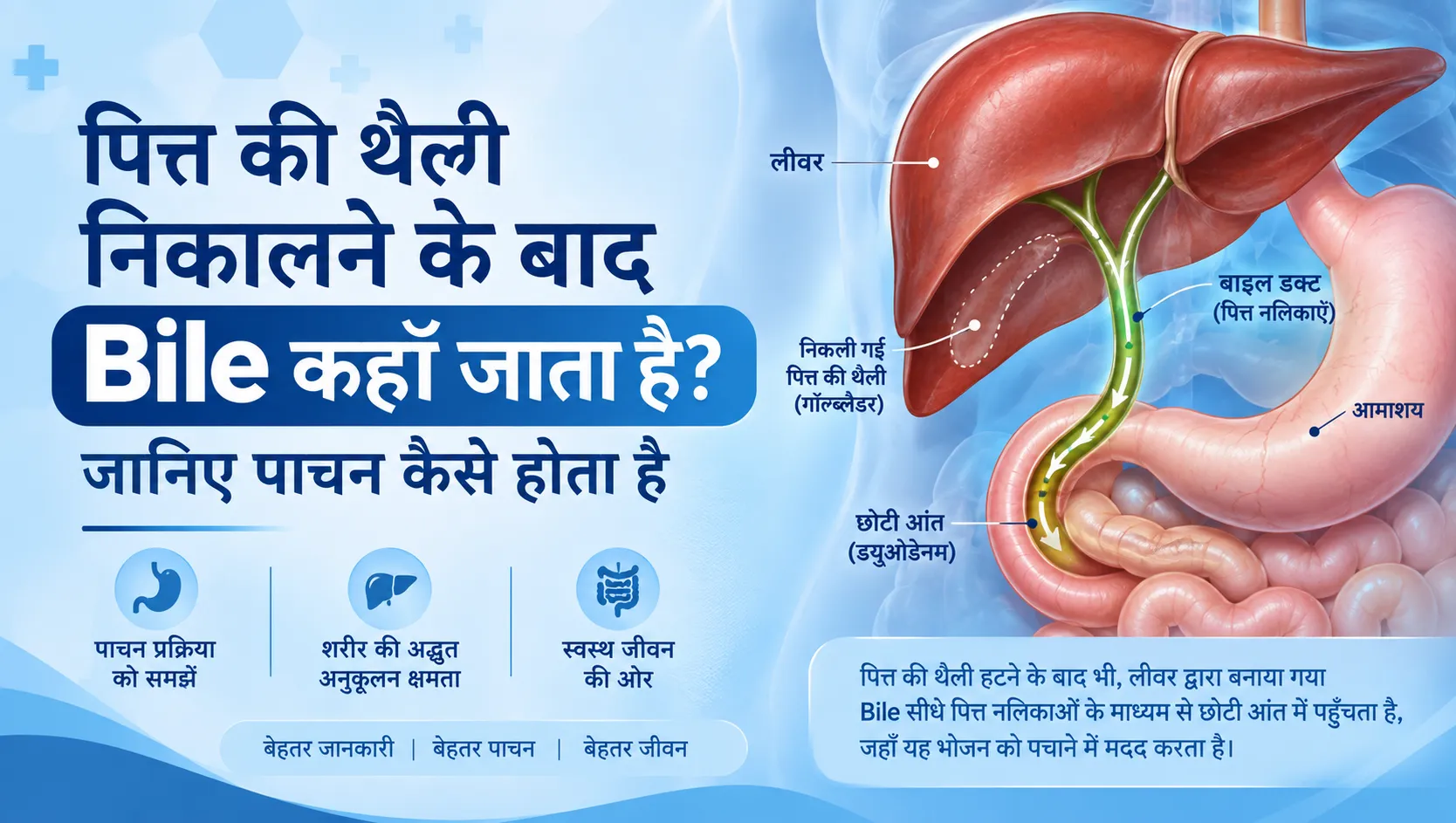 पित्त की थैली निकालने के बाद Bile कहाँ जाता है?